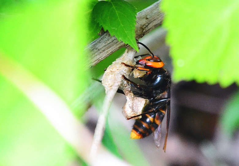 ハチ駆除
