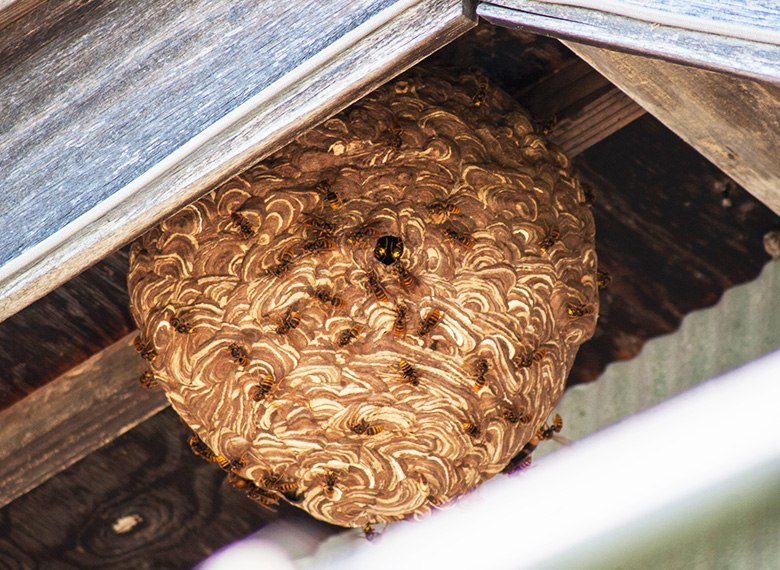 ハチ駆除もご相談ください